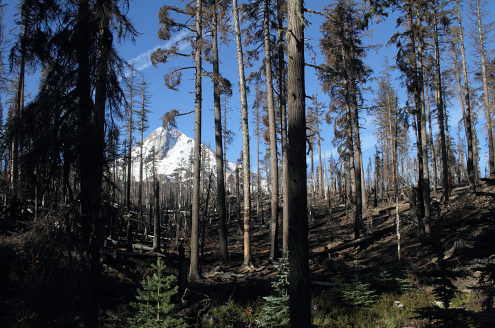 An American Three-toed Woodpecker foraging in a burn area on Mount Hood, Oregon (9/2/2010). This species, like Black-backed Woodpecker, specializes in habitat with many recently dead conifers, especially burns. Click any of the habitat photos to view larger versions. Photo by Bill Hubick.