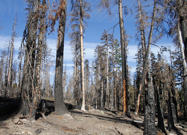 An American Three-toed Woodpecker foraging in a burn area on Mount Hood, Oregon (9/2/2010). This species, like Black-backed Woodpecker, specializes in habitat with many recently dead conifers, especially burns. Click any of the habitat photos to view larger versions. Photo by Bill Hubick.