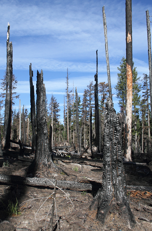 An American Three-toed Woodpecker foraging in a burn area on Mount Hood, Oregon (9/2/2010). This species, like Black-backed Woodpecker, specializes in habitat with many recently dead conifers, especially burns. Click any of the habitat photos to view larger versions. Photo by Bill Hubick.