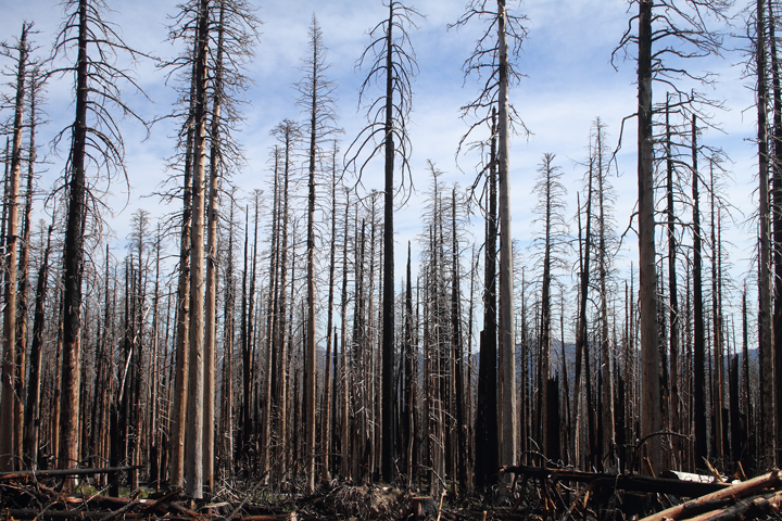 An American Three-toed Woodpecker foraging in a burn area on Mount Hood, Oregon (9/2/2010). This species, like Black-backed Woodpecker, specializes in habitat with many recently dead conifers, especially burns. Click any of the habitat photos to view larger versions. Photo by Bill Hubick.