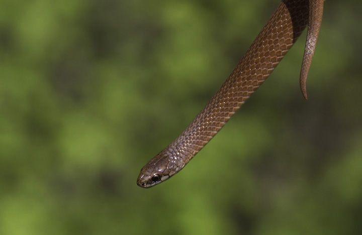 A rare Mountain Earth Snake spotted by Tom Feild in Garrett Co., Maryland (5/21/2011). Endangered species. Photo by Bill Hubick.