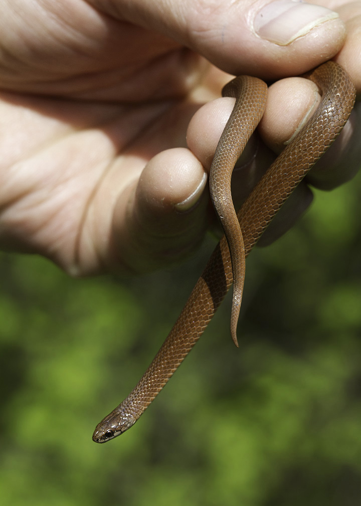 A rare Mountain Earth Snake spotted by Tom Feild in Garrett Co., Maryland (5/21/2011). Endangered species. Photo by Bill Hubick.