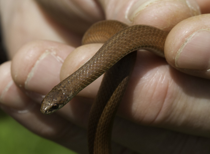 A rare Mountain Earth Snake spotted by Tom Feild in Garrett Co., Maryland (5/21/2011). Endangered species. Photo by Bill Hubick.