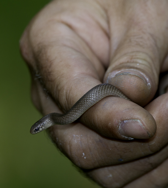 A rare Mountain Earth Snake found at high elevation in Garrett Co., Maryland (6/12/2011). This individual had fewer warm, reddish tones then the one we found at the end of May. Photo by Bill Hubick.