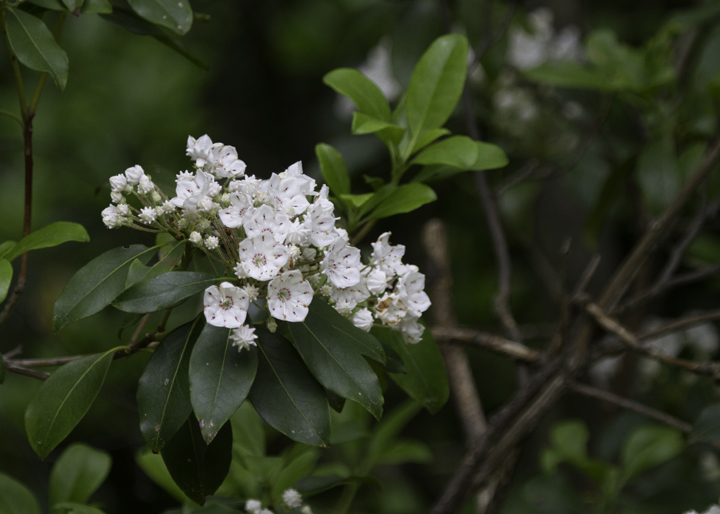 Mountain Laurel blooming in Garrett Co., Maryland (6/12/2011). Photo by Bill Hubick.