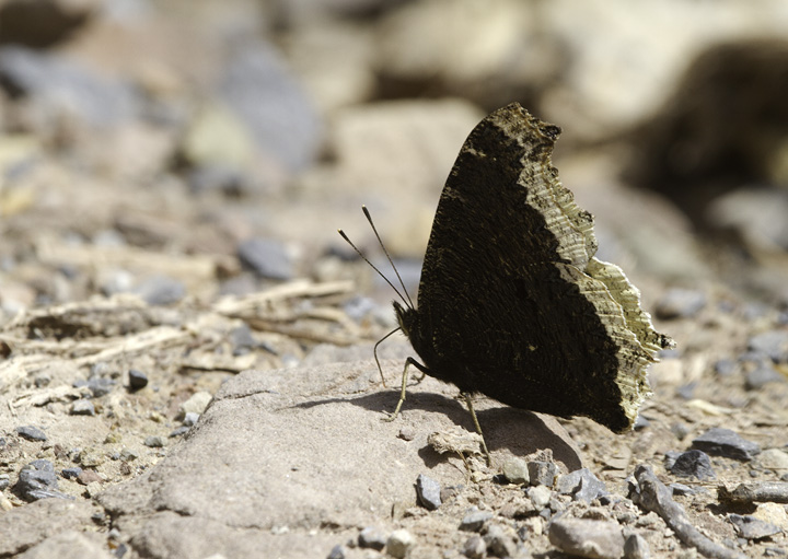 A Mourning Cloak in Green Ridge SF, Maryland (4/30/2011). Photo by Bill Hubick.