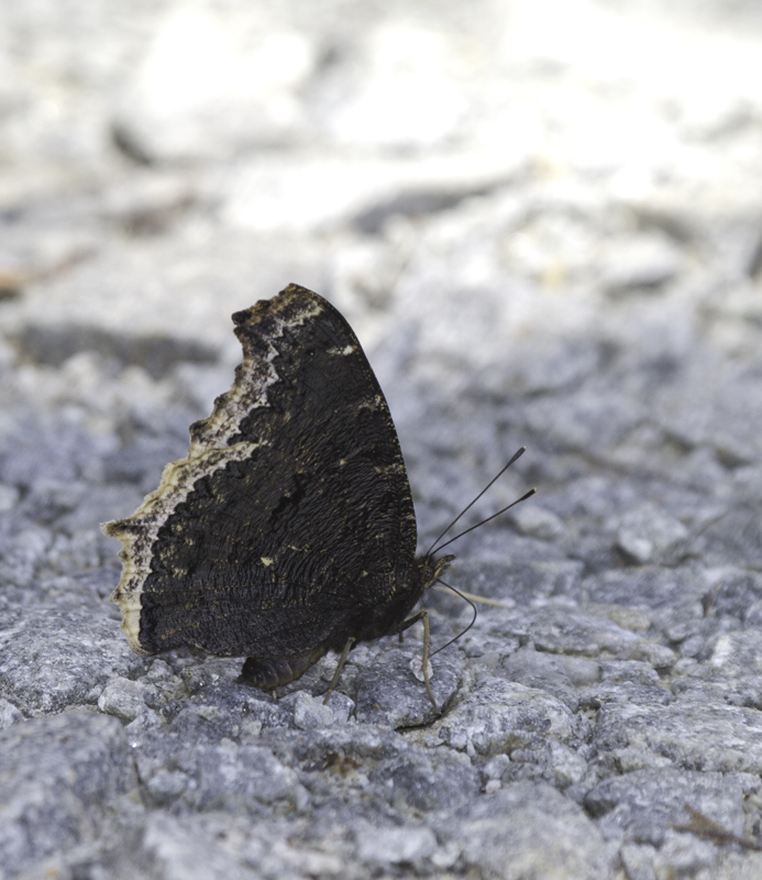 Mourning Cloaks at Jericho Ditch, Great Dismal Swamp, Virginia (5/27/2011). Photo by Bill Hubick.