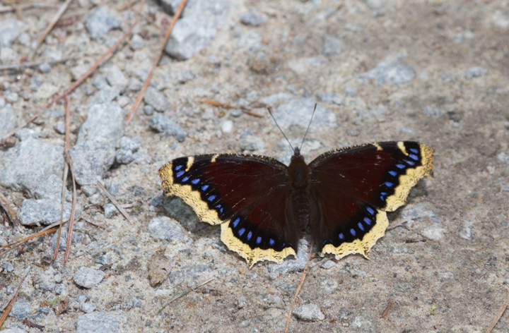 Mourning Cloaks at Jericho Ditch, Great Dismal Swamp, Virginia (5/27/2011). Photo by Bill Hubick.