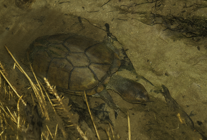 A mud turtle, possibly Central American Mud Turtle (<em>Kinosternon angustipons</em>) near El Valle, Panama (7/13/2010). Photo by Bill Hubick.