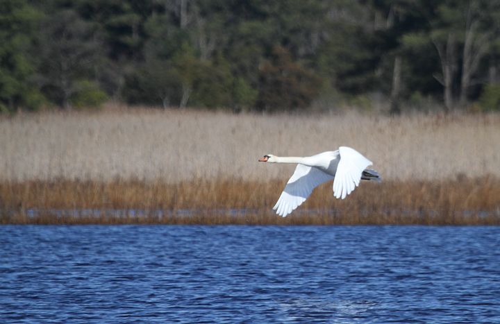 A Mute Swan - the heaviest bird capable of flight - lifting off at Fairmount WMA, Maryland (12/27/2009). Photo by Bill Hubick.