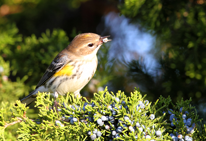 Myrtle Warblers on Assateague Island, Maryland (11/7/2009).