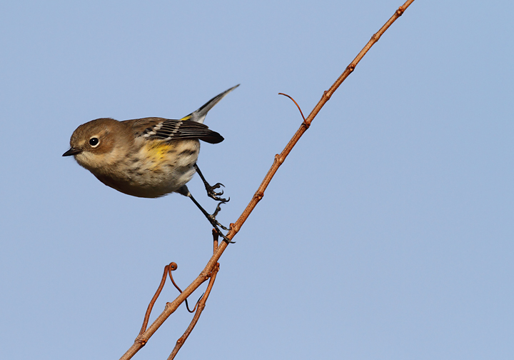 Myrtle Warblers on Assateague Island, Maryland (11/7/2009).