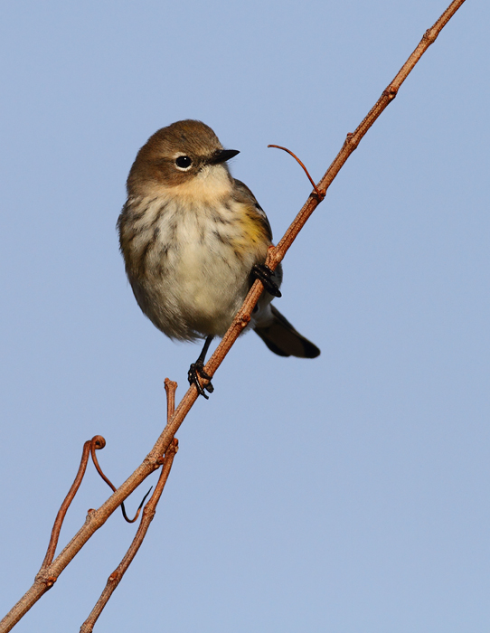 Myrtle Warblers on Assateague Island, Maryland (11/7/2009).