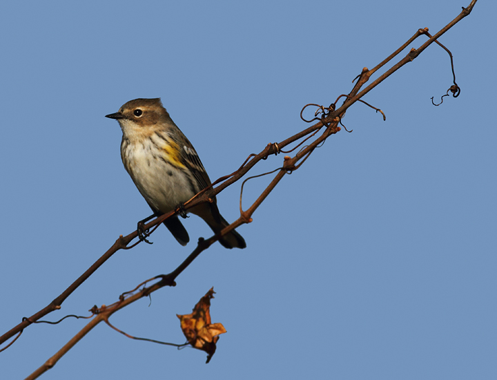 Myrtle Warblers on Assateague Island, Maryland (11/15/2009).