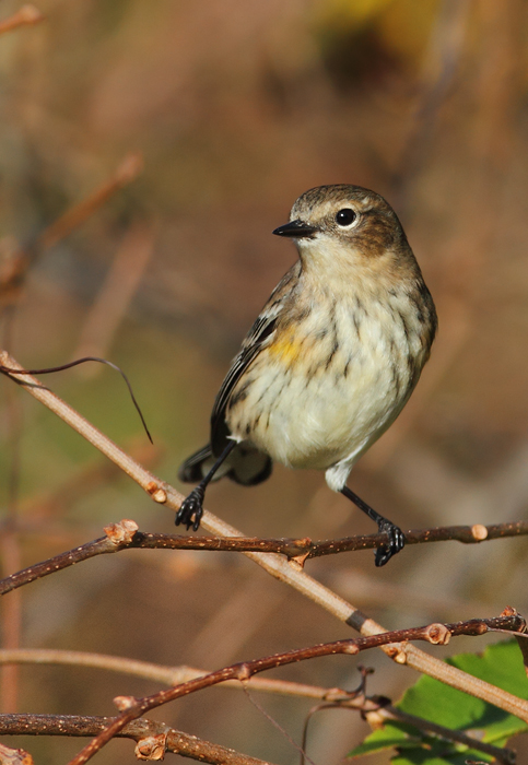 Myrtle Warblers on Assateague Island, Maryland (11/15/2009).