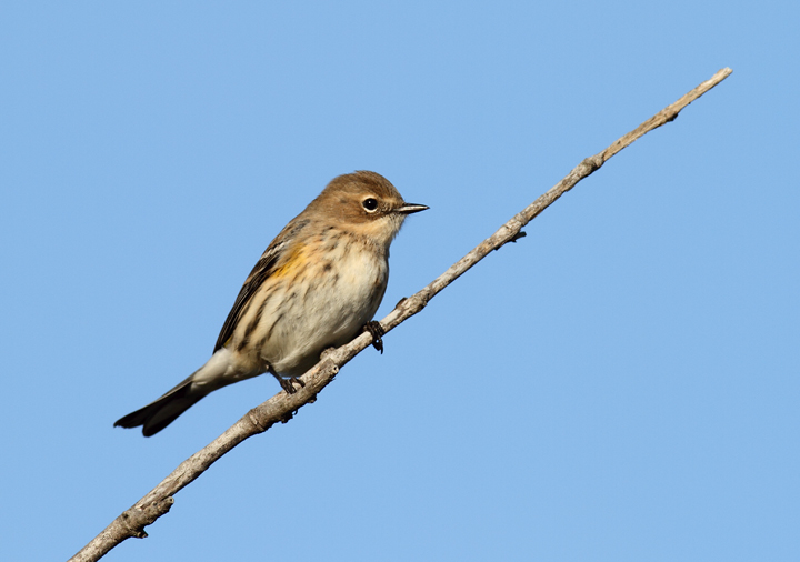 A Myrtle Warbler in Assateague Island State Park, Maryland (11/11/2010). Photo by Bill Hubick.