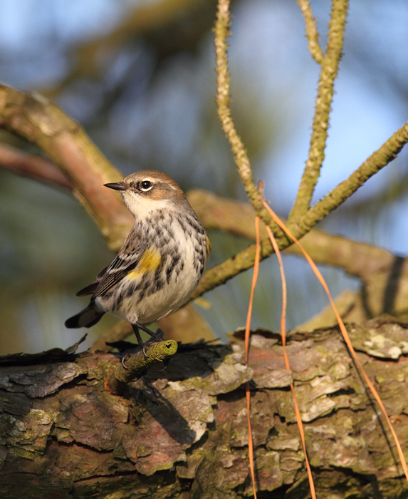 A Myrtle Warbler at Fairmount WMA, Maryland (12/29/2009).