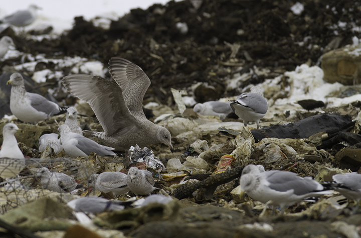 A first-cycle Nelson's Gull (Herring x Glaucous) hybrid at the Charles Co. Landfill, Maryland (1/29/2011). Photo by Bill Hubick.