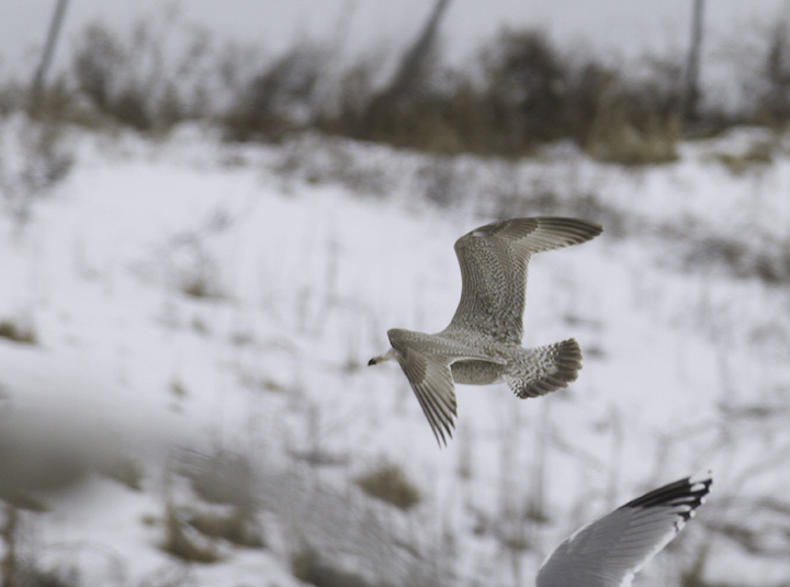 A first-cycle Nelson's Gull (Herring x Glaucous) hybrid at the Charles Co. Landfill, Maryland (1/29/2011). Photo by Bill Hubick.