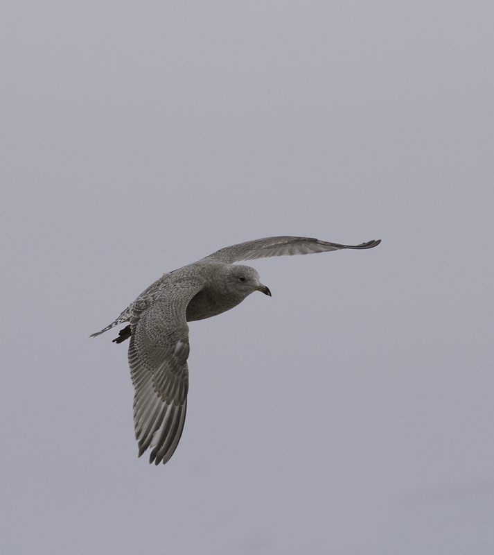 A first-cycle Nelson's Gull (Herring x Glaucous) hybrid at the Charles Co. Landfill, Maryland (1/29/2011). Photo by Bill Hubick.