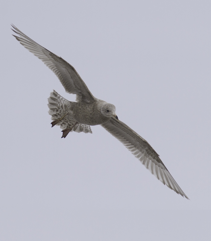 A first-cycle Nelson's Gull (Herring x Glaucous) hybrid at the Charles Co. Landfill, Maryland (1/29/2011). Photo by Bill Hubick.