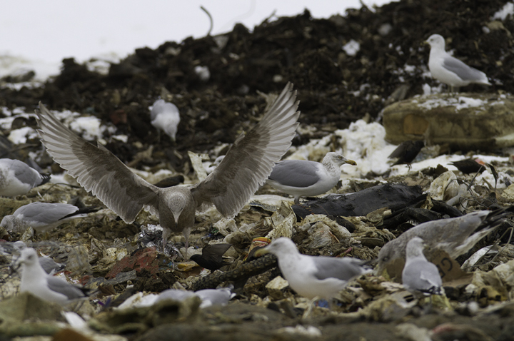 A first-cycle Nelson's Gull (Herring x Glaucous) hybrid at the Charles Co. Landfill, Maryland (1/29/2011). Photo by Bill Hubick.