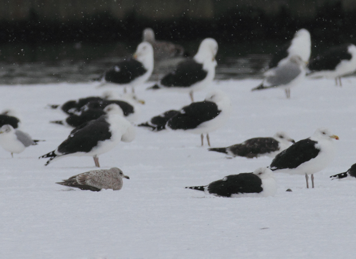 A first-cycle presumed Nelson's Gull (Glaucous x Herring hybrid) in Cecil Co., Maryland (1/9/2011). Some plumage details recall Thayer's Gull, but structural clues and bill pattern point to Nelson's Gull. Photo by Bill Hubick.