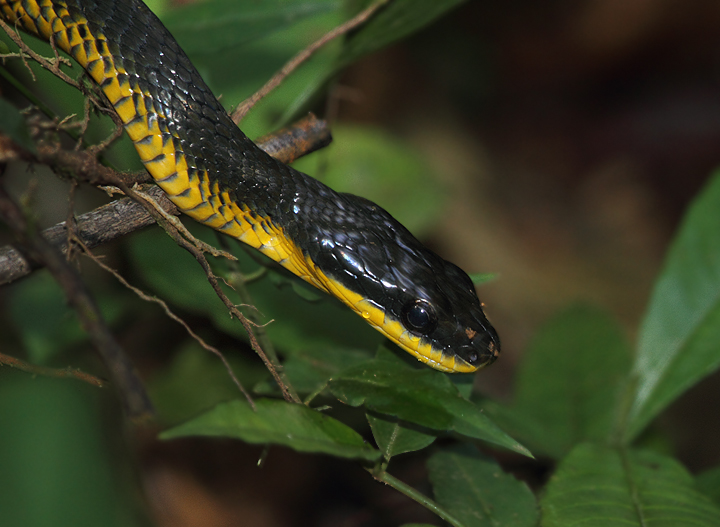 A Neotropical Bird-eating Snake was another highlight in the Nusagandi area (Panama, July 2010). Photo by Bill Hubick.