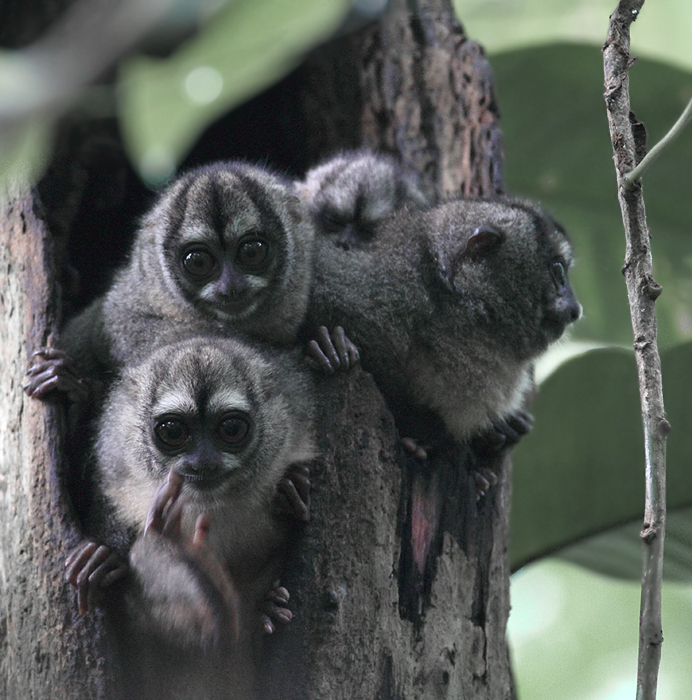 Night Monkeys! This family of Western Night Monkeys was undoubtedly one of the coolest things I have ever seen. Photo by Bill Hubick.