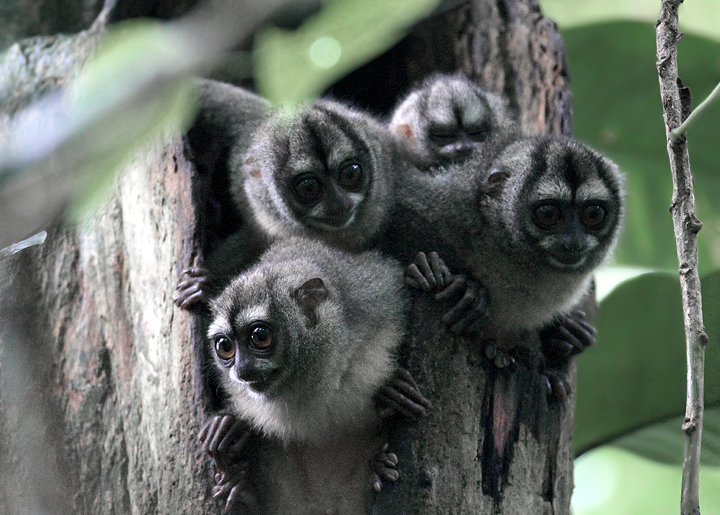 Night Monkeys! This family of Western Night Monkeys was undoubtedly one of the coolest things I have ever seen. Photo by Bill Hubick.