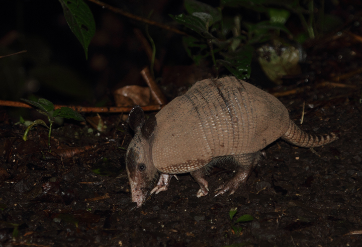 This Nine-banded Armadillo was so preoccupied in its roadside foraging that it approached quite closely before noticing us. I was crouched down quietly 8' away before it looked up and ran into the forest (Gamboa area, August 2010). Photo by Bill Hubick.