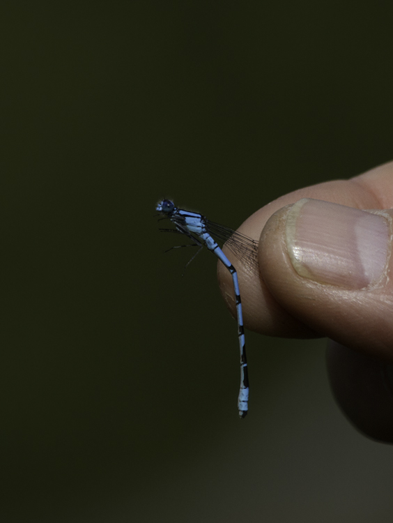 A Northern Bluet in Garrett Co., Maryland (6/12/2011). This species is known only from a few sites in Garrett Co. in Maryland, and close-up photos of the cerci were required to confirm Northern over the even rarer Boreal Bluet, which is yet undocumented in Maryland. Great job getting the necessary cerci close-ups, Tom. Photo by Bill Hubick.