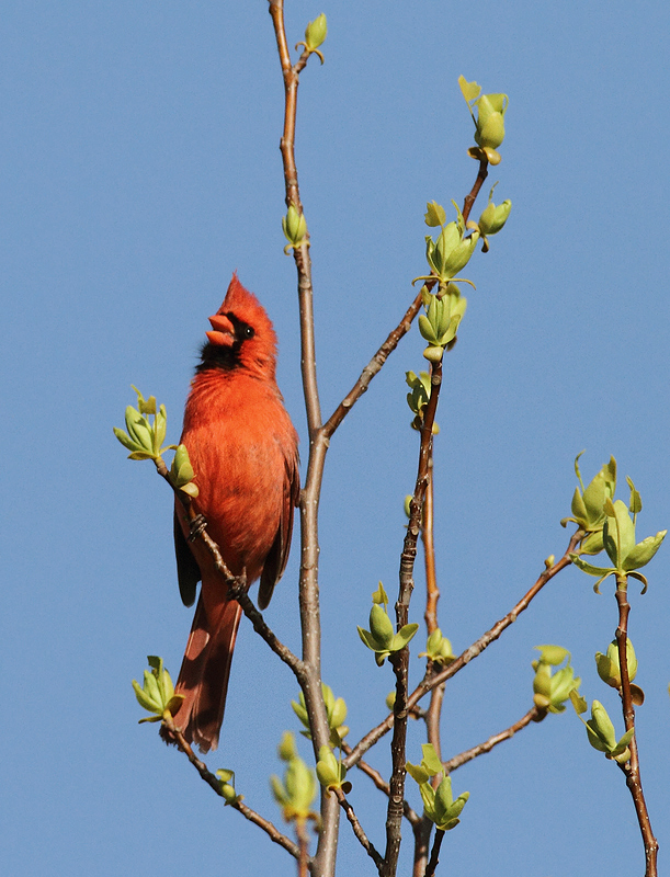 A Northern Cardinal celebrates spring from a treetop on Elliott Island, Maryland (3/27/2010). Photo by Bill Hubick.