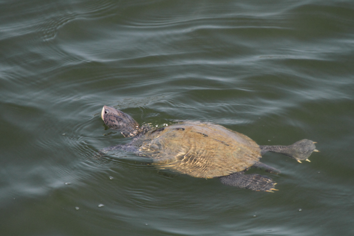 A Northern Diamondback Terrapin off Point Lookout, Maryland (8/7/2010). Photo by Bill Hubick.