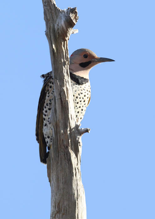 A male Northern Flicker in Somerset Co., Maryland (11/29/2009). The second image
shows an undertail view that's difficult to mistake.