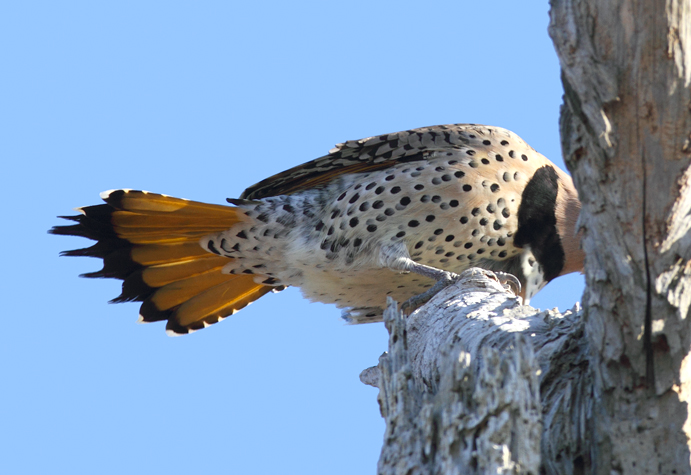 A male Northern Flicker in Somerset Co., Maryland (11/29/2009). The second image
shows an undertail view that's difficult to mistake.