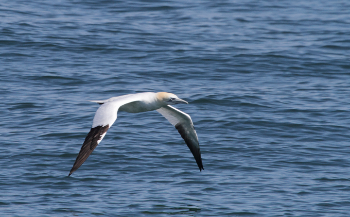 An adult Northern Gannet off of Ocean City, Maryland (3/20/2010). Photo by Bill Hubick.
