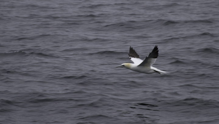 Northern Gannets entertained us with their plunge-dives, occasionally joining the gulls in the wake of the boat (2/5/2011). Photo by Bill Hubick.