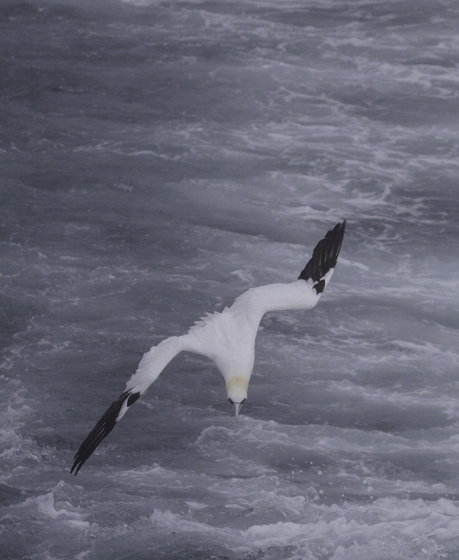 Northern Gannets entertained us with their plunge-dives, occasionally joining the gulls in the wake of the boat (2/5/2011). Photo by Bill Hubick.