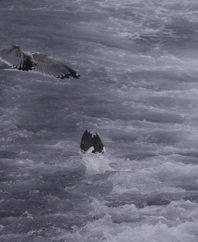 Northern Gannets entertained us with their plunge-dives, occasionally joining the gulls in the wake of the boat (2/5/2011). Photo by Bill Hubick.