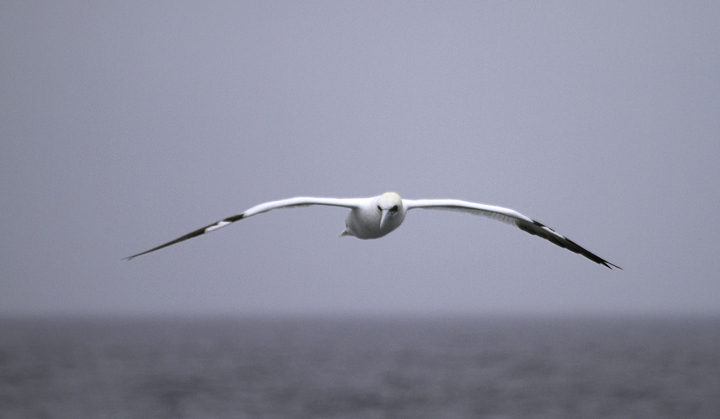 Northern Gannets entertained us with their plunge-dives, occasionally joining the gulls in the wake of the boat (2/5/2011). Photo by Bill Hubick.