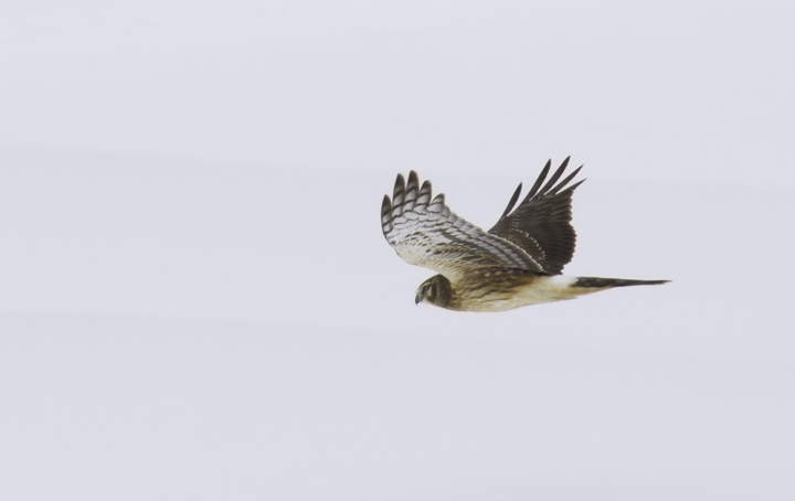 A Northern Harrier in Montgomery Co., Maryland (1/30/2011). Photo by Bill Hubick.