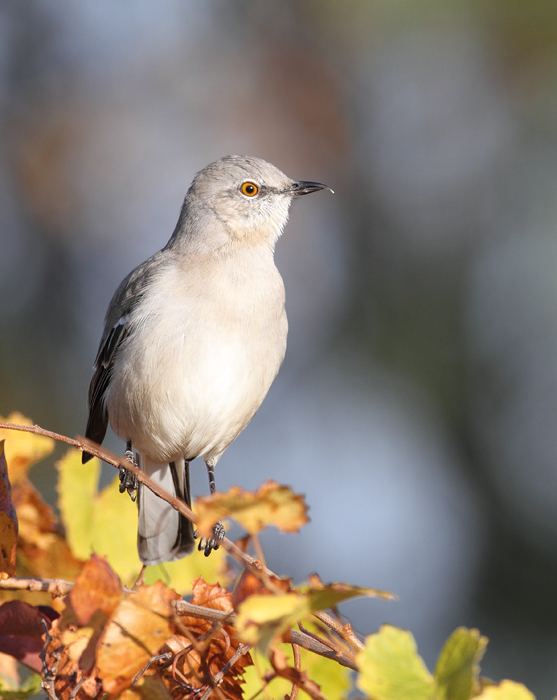 A Northern Mockingbird on Assateague Island, Maryland (11/7/2009). Note the unusual upper mandible shape.