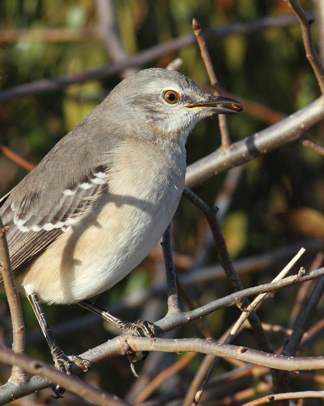 A Northern Mockingbird on Assateague Island, Maryland (11/12/2010). Photo by Bill Hubick.