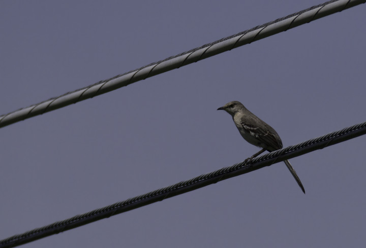 Northern Mockingbird is a scarce and local species in Garrett Co., Maryland (5/21/2011), typically in the southeastern corner of the county. We were surprised to find this one in the northwestern corner. Look for what could almost be called its host plant - Multiflora rose. Photo by Bill Hubick.