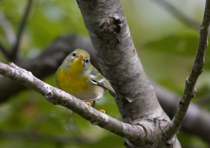 A Northern Parula investigates birders on Assateague Island, Maryland (9/26/2009).