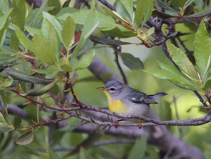 A Northern Parula on Assateague Island, Maryland (5/15/2010). Photo by Bill Hubick.