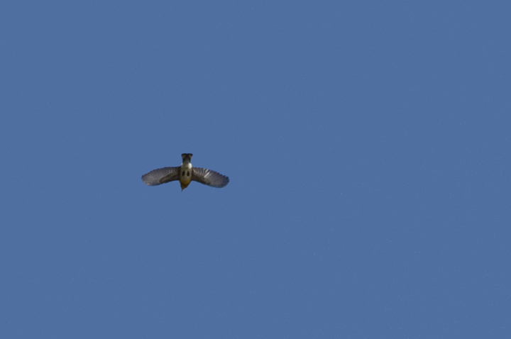 A Northern Parula in the morning flight on Assateague Island, Maryland (10/10/10). Photo by Bill Hubick.