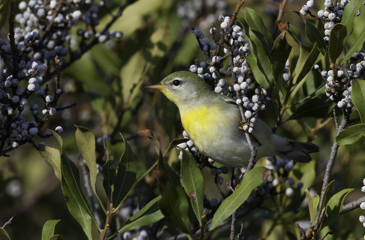 A Northern Parula in Worcester Co., Maryland (10/5/2008). Photo by Bill Hubick.