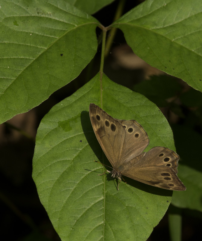 A Northern Pearly-Eye in Garrett Co., Maryland (6/12/2011). Photo by Bill Hubick.